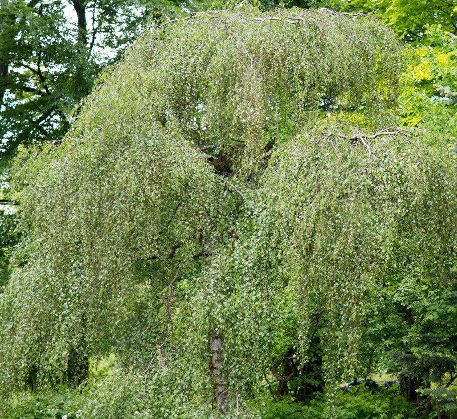 Береза повислая Юнги Betula pendula Youngii