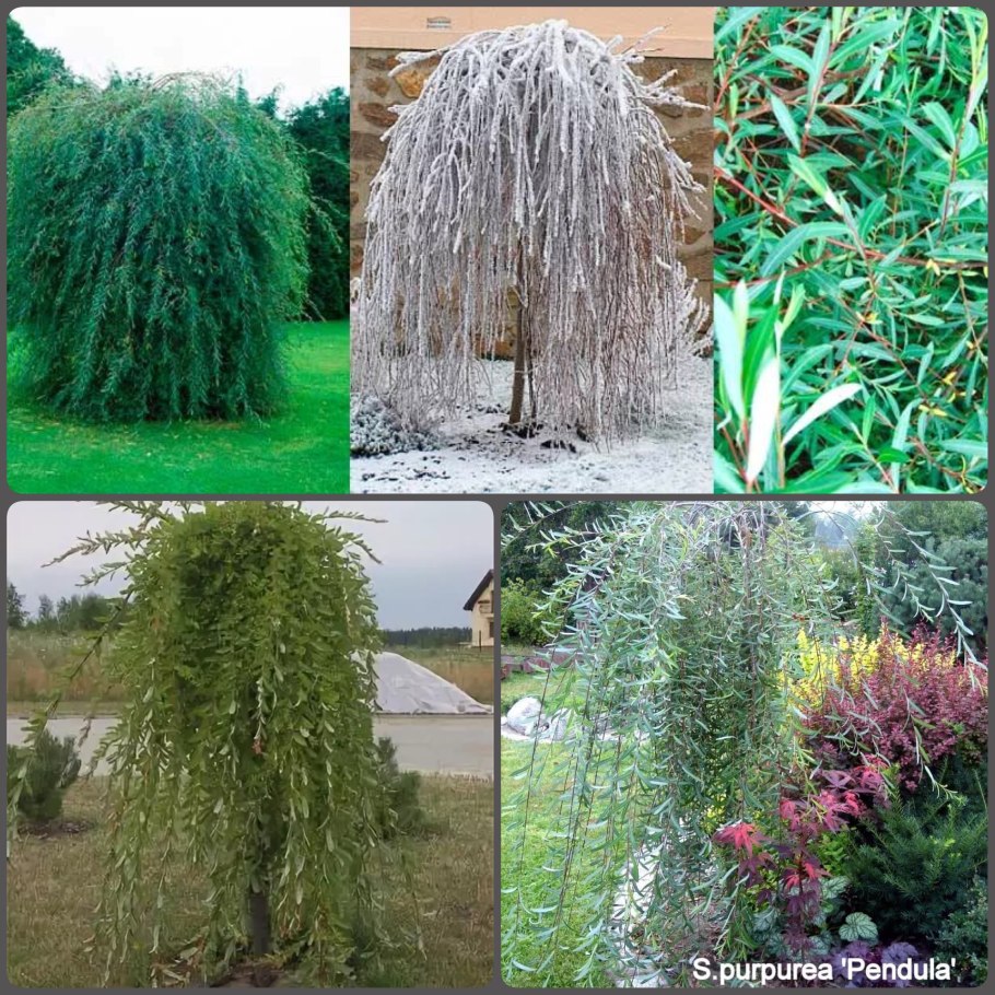 Береза повислая Юнги Betula pendula Youngii