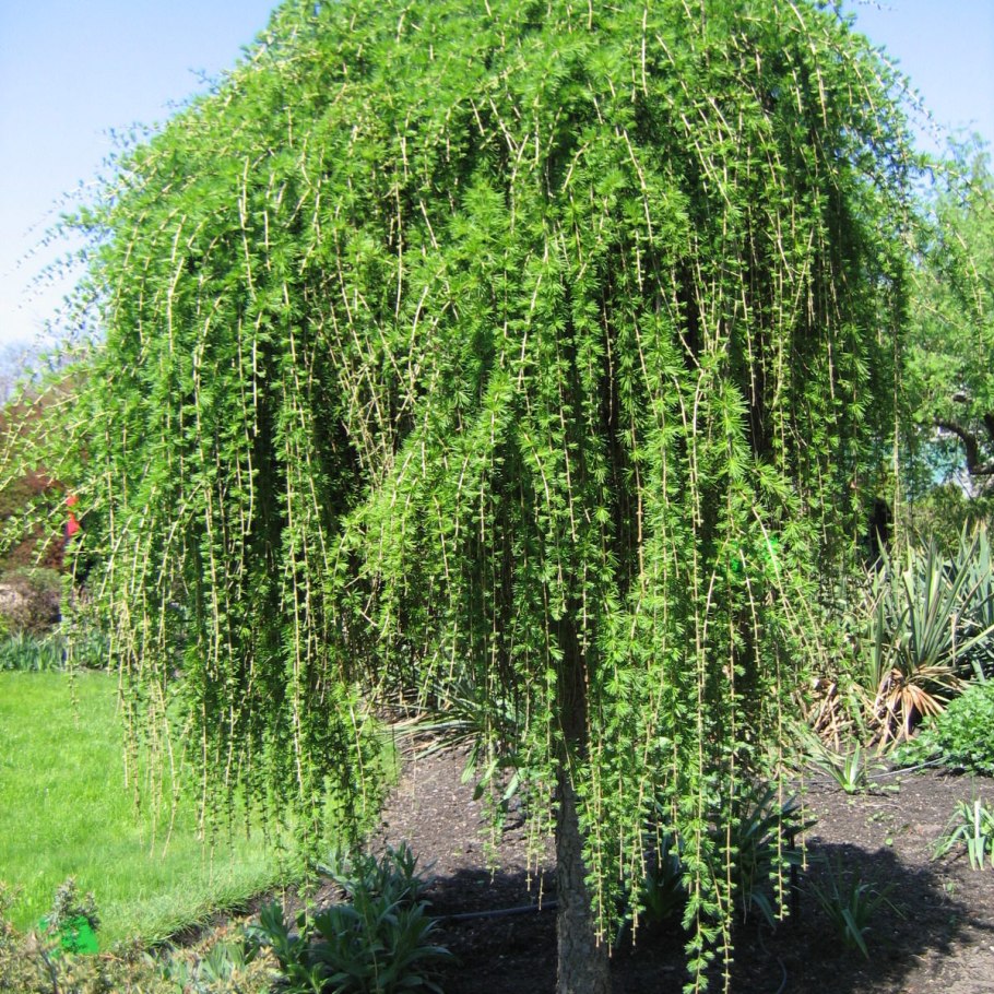 Ива Козья Kilmarnock (pendula)