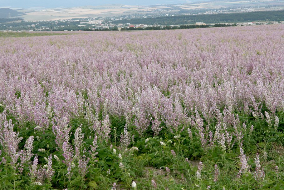 Эфиромасличные растения Крыма