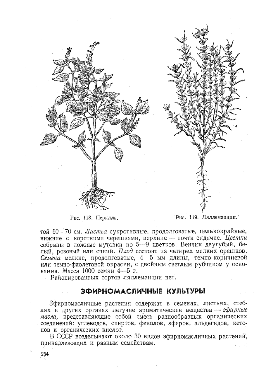 Эфирномасличные дикорастущие растения
