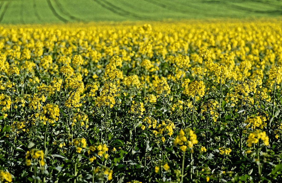 Рапс семена масличных культур