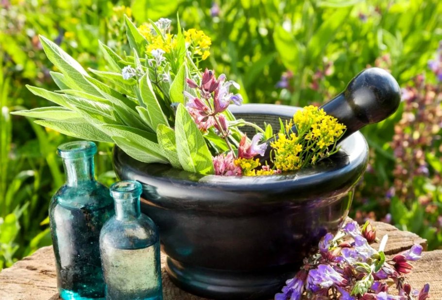 Лекарственные растения иллюстрации