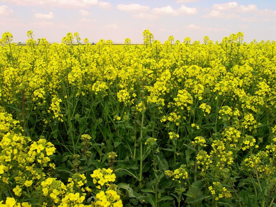 Рыжик масличная культура