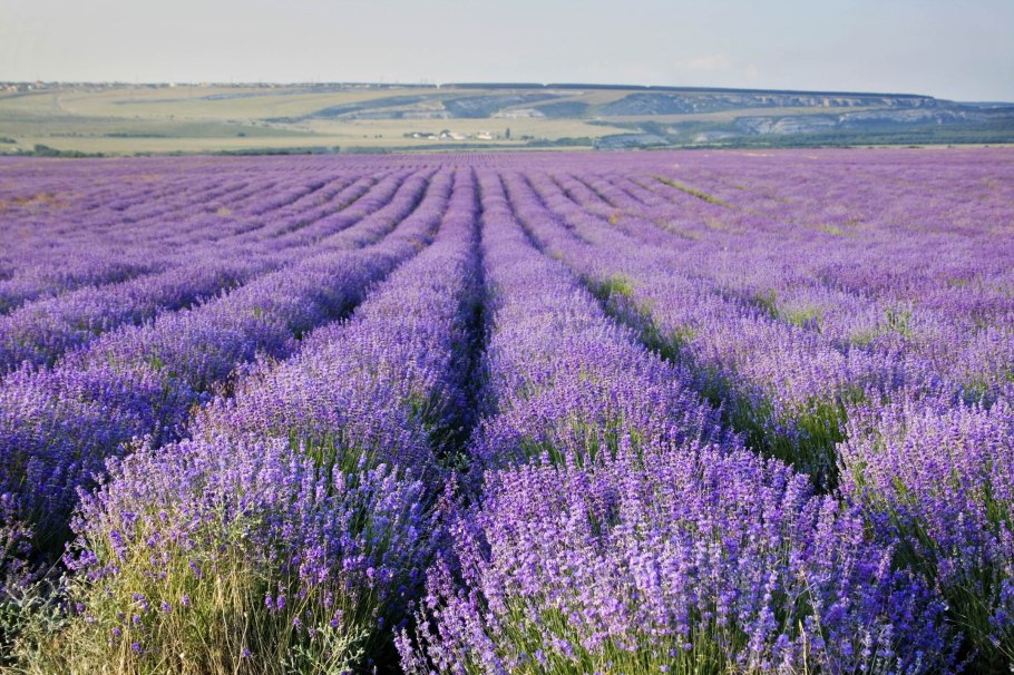 Крым Лаванда Лавандовые поля Крым