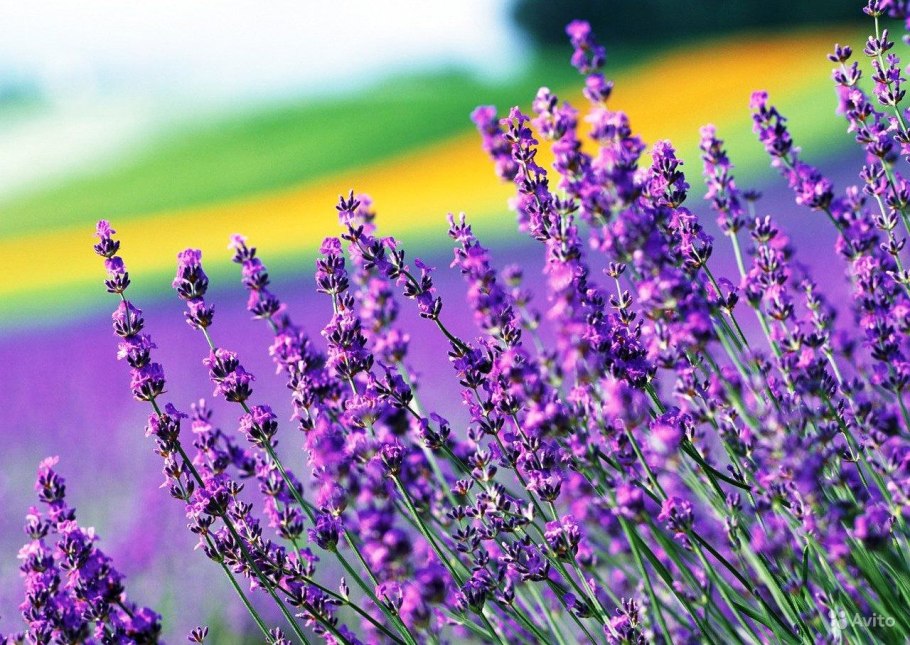 Цветы "Лаванда Горная"