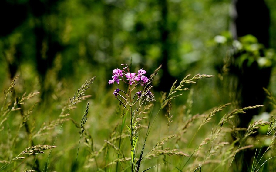 Ятрышник лечебные