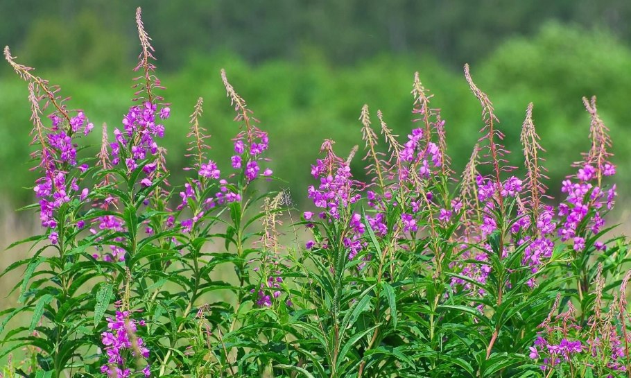 Тмин (Carum Carvi)