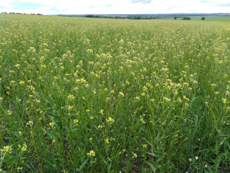 Рыжик сельхозкультура