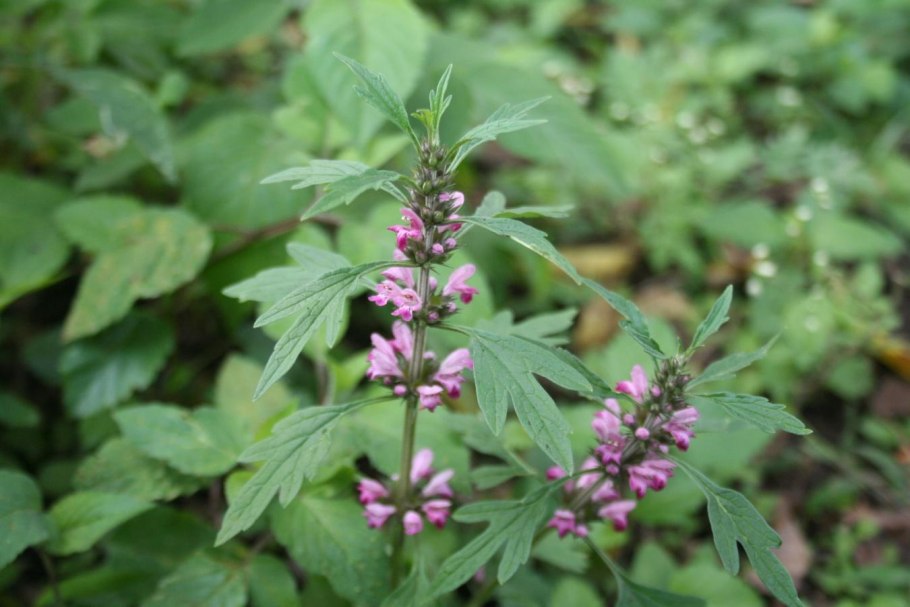 Лекарственные травы