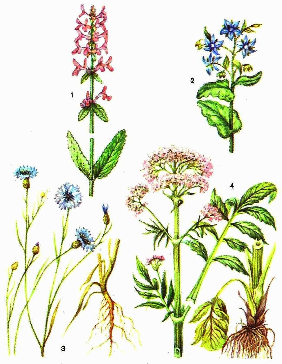 Пряно ароматические травы