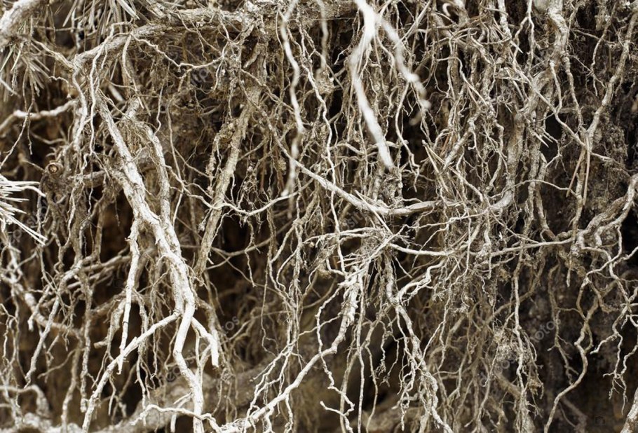 Корневище резомы бегониевой