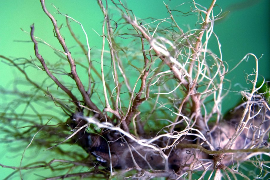 Корень картинка