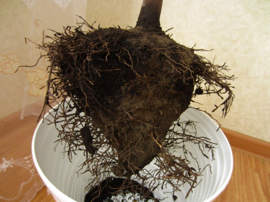 Пырей трава сорняк