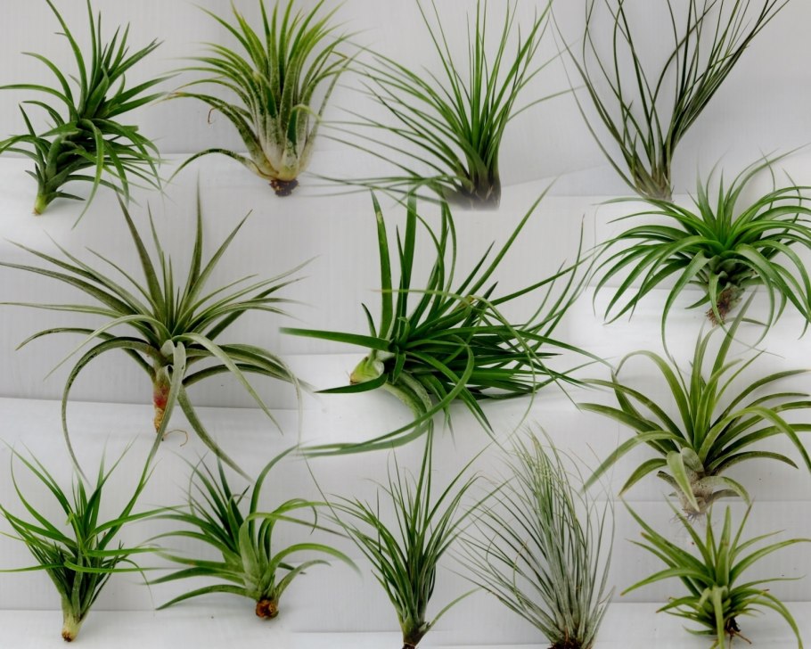 Тилландсия уснеевидная во флорариум