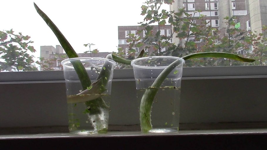 Растения от которого корни нюхают чихают