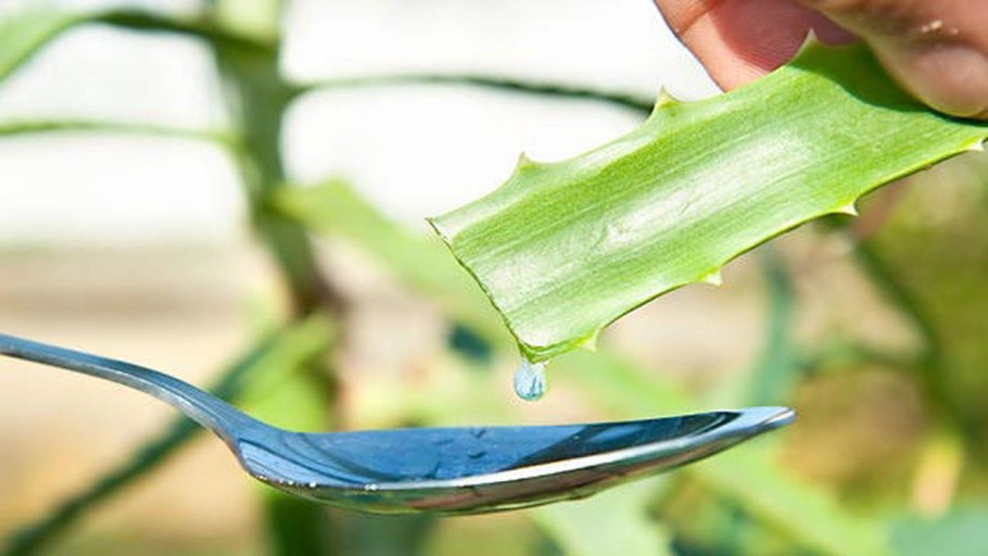 Тилландсия gracilis fuchsii