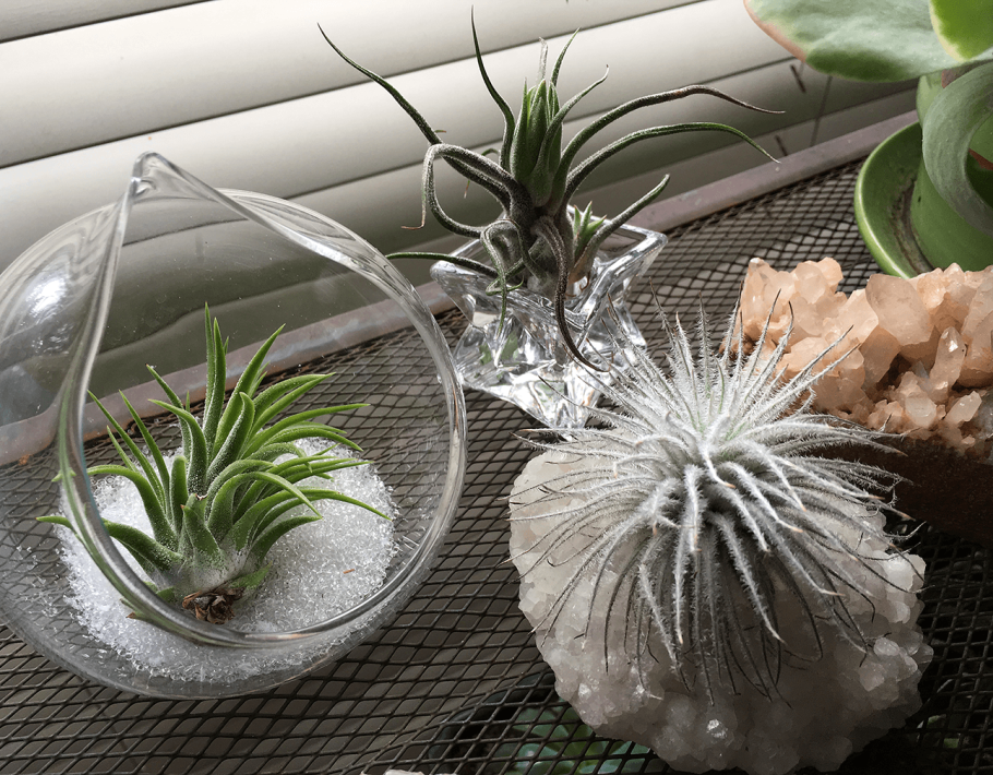 Черенкование плакучей ивы