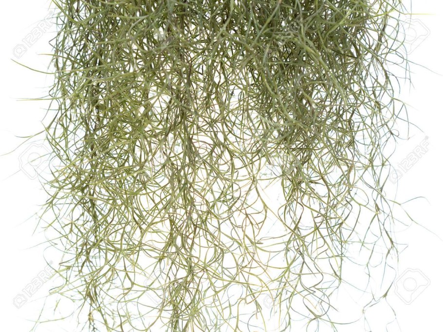 Тилландсия бульбоза растение