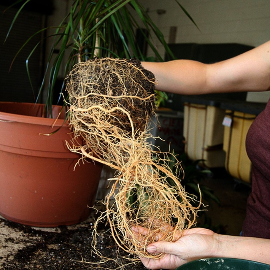 Хлорофитум отростки