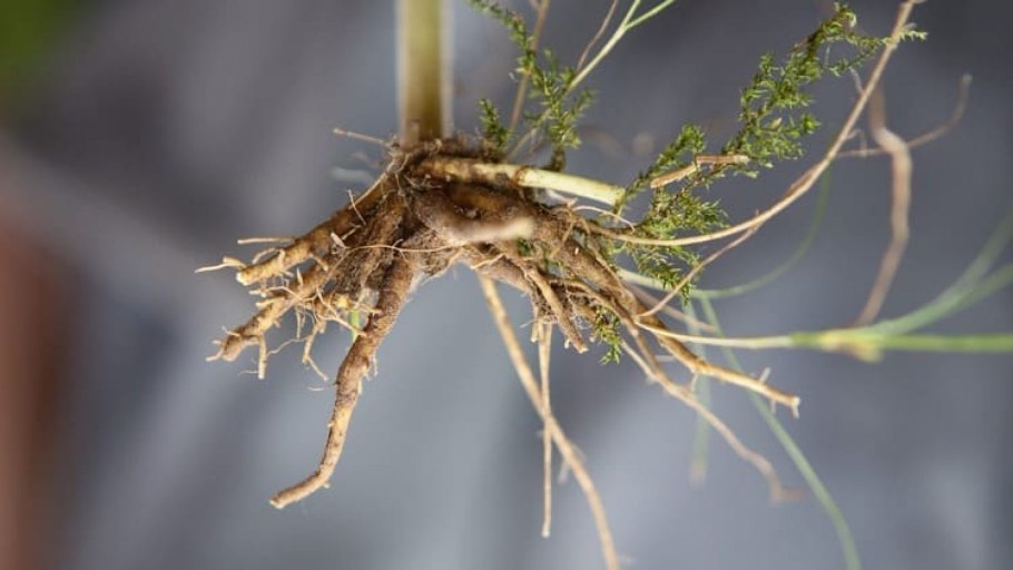 Олений корень растение