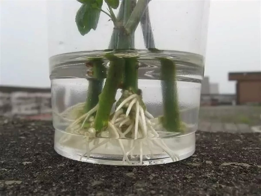 Корни растений под землей