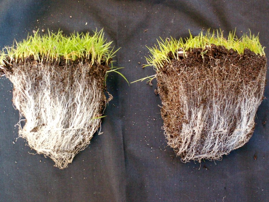 Тилландсия эпифитная