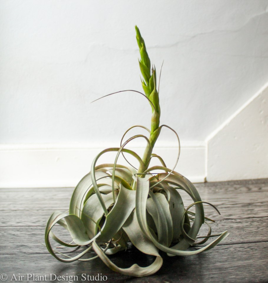 Черенки фикуса Бенджамина