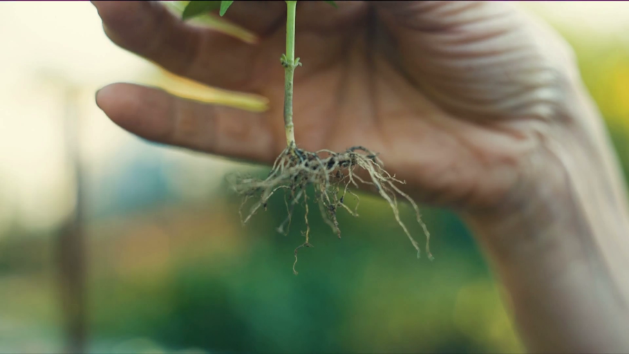 Саксаул корни