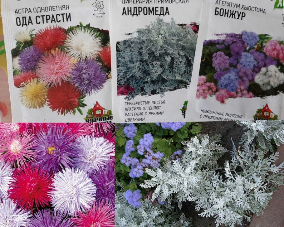 Агератум мексиканский голубой Аэлита