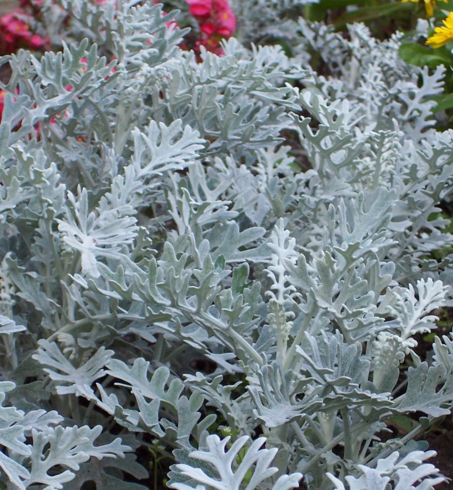 Цинерария Приморская Андромеда