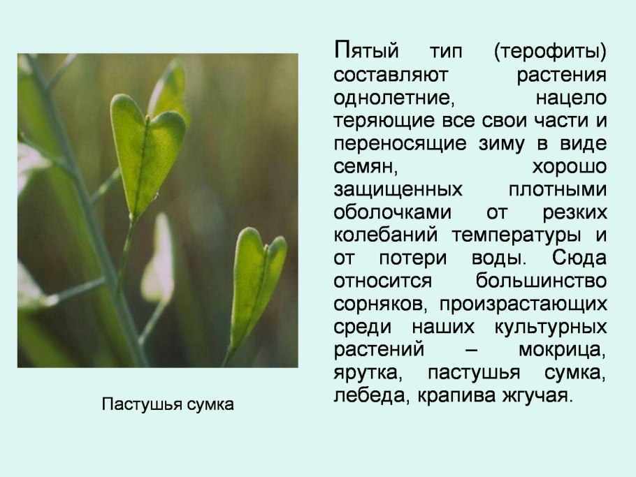 Терофиты пастушья сумка