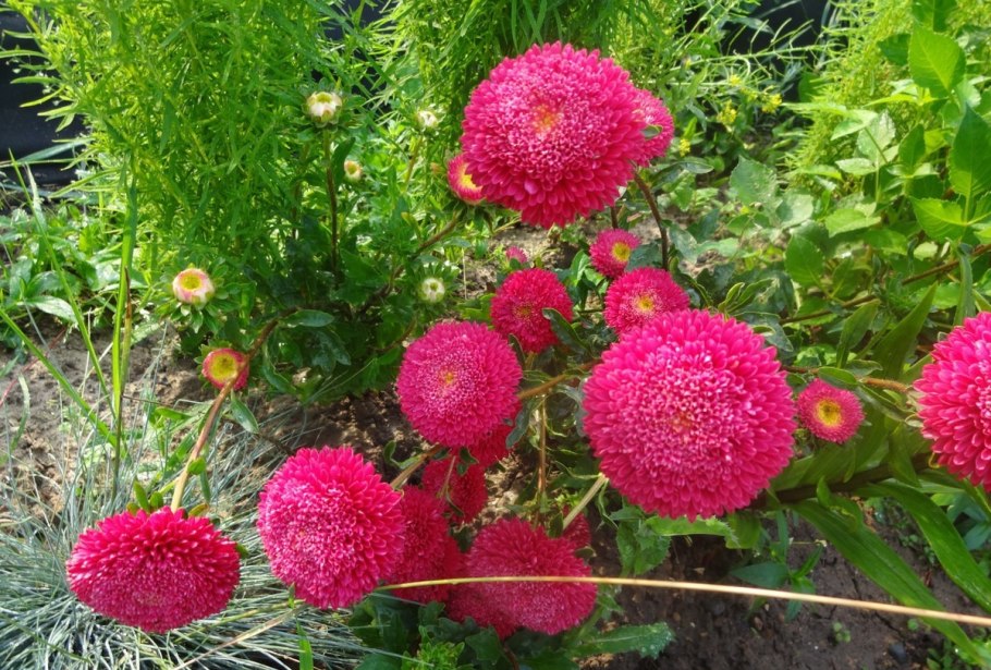 Астра помпонная Сентябрина