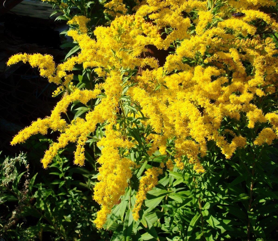 Солидаго канадский (Solidago canadensis &#96;Cloth of Gold&#96;)