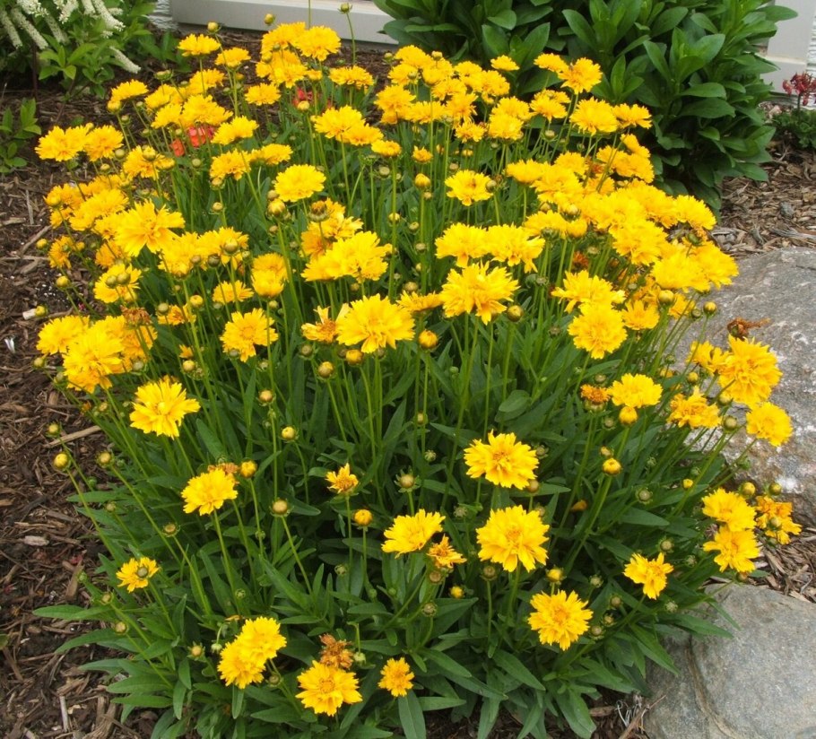 Кореопсис grandiflora