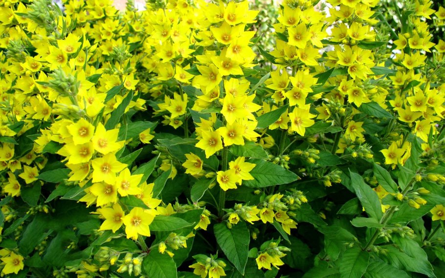 Вербейник Лизимахия