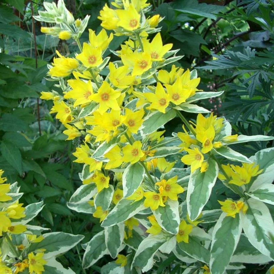 Вербейник точечный “Alexander” Lysimachia punctata