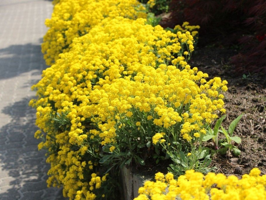 Алиссум Бурачок скальный