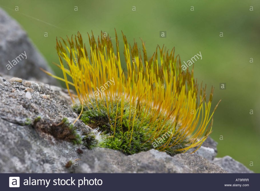 Пилезия Селвина