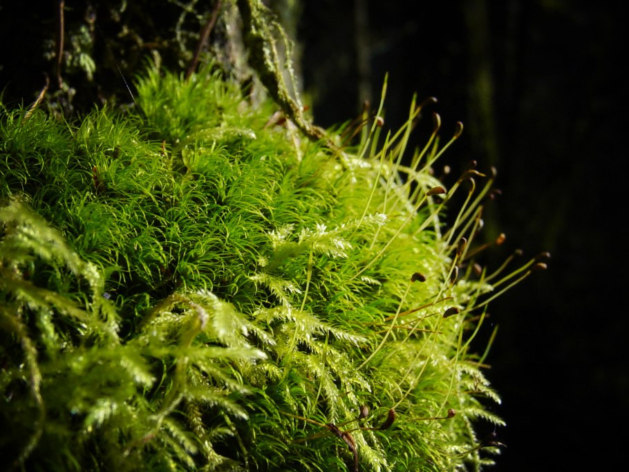Зеленые мхи представители