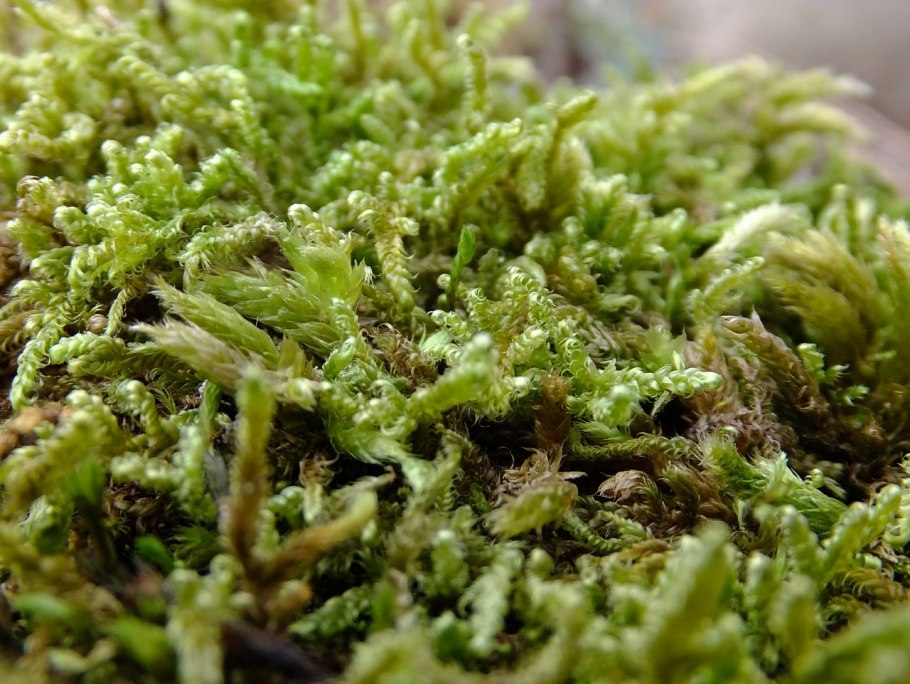 Этажчатый мох