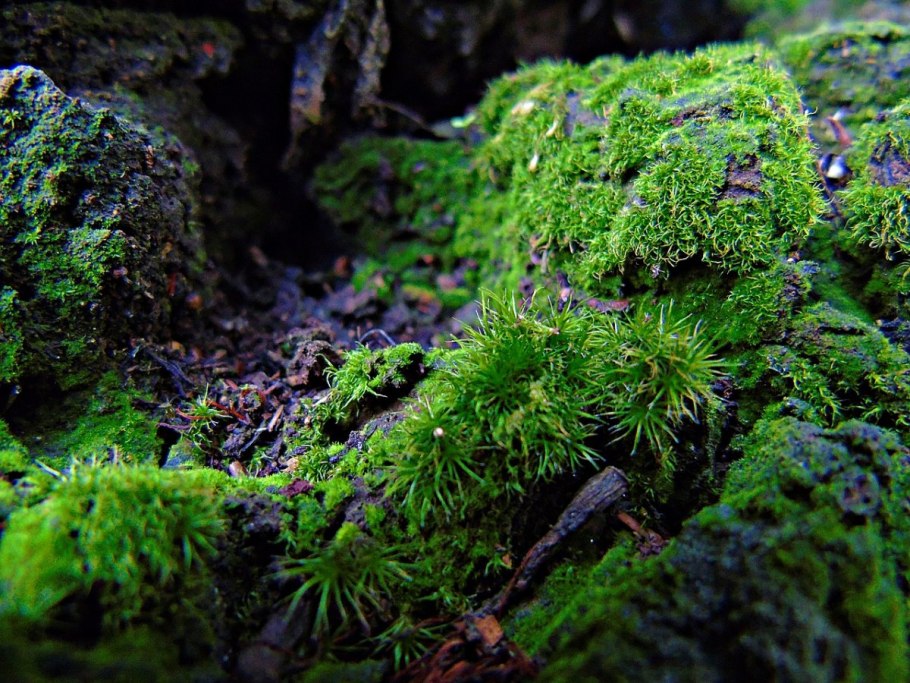 Моховые растения Урал