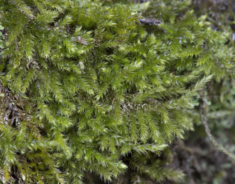 Мох Катаринея