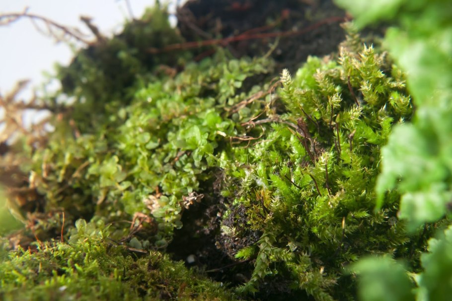 Головчатый мох