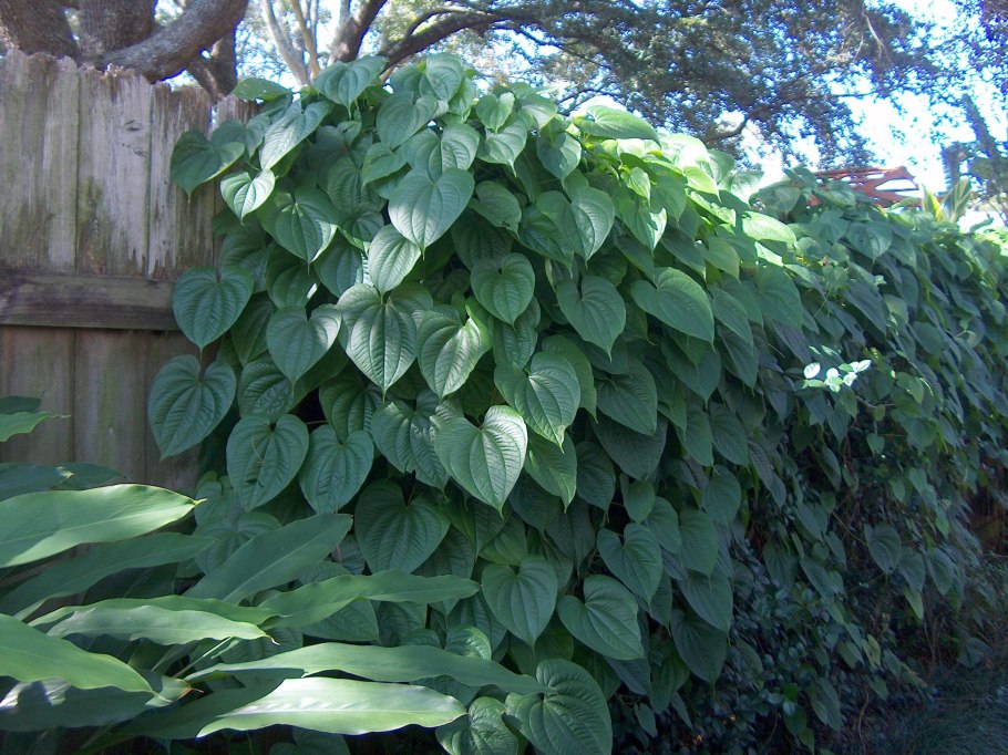 Dioscorea trifida