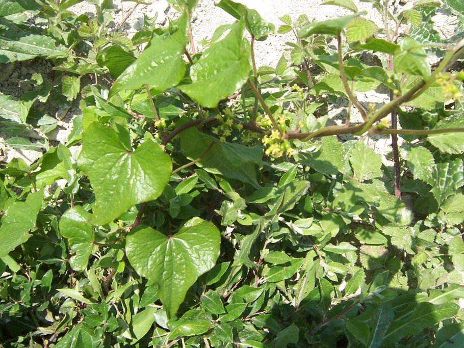 Диоскореи кавказской корневища