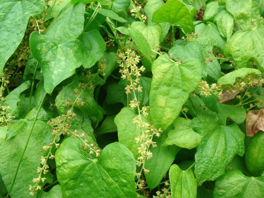 Монастырский продукт. Сироп исландского мха с медом