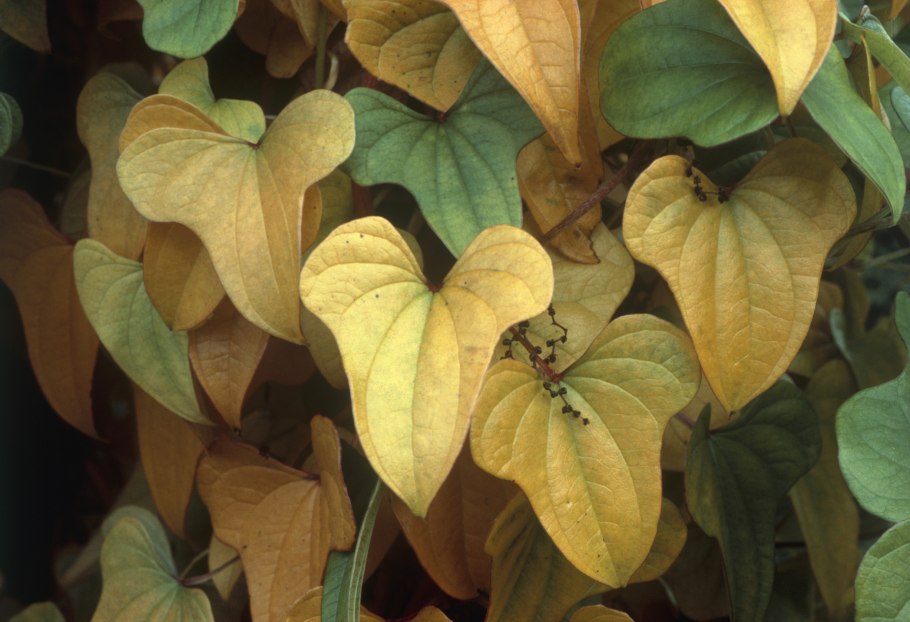 Диоскорея ниппонская, Dioscorea nipponica