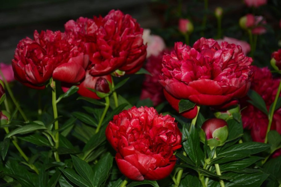 Пион rubra Plena