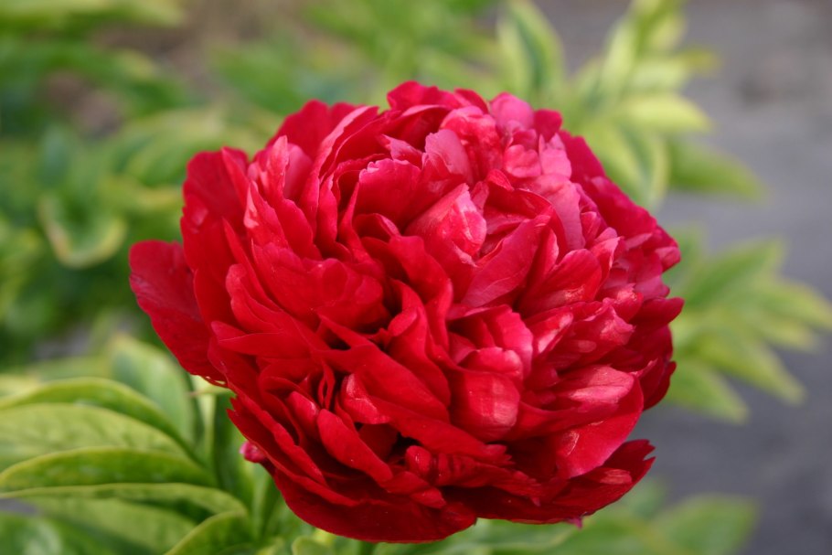 Пион Генри Бокстос